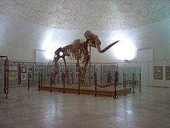 Lo scheletro di Mammuthus meridionalis presso il Museo Nazionale d'Abruzzo a L'Aquila