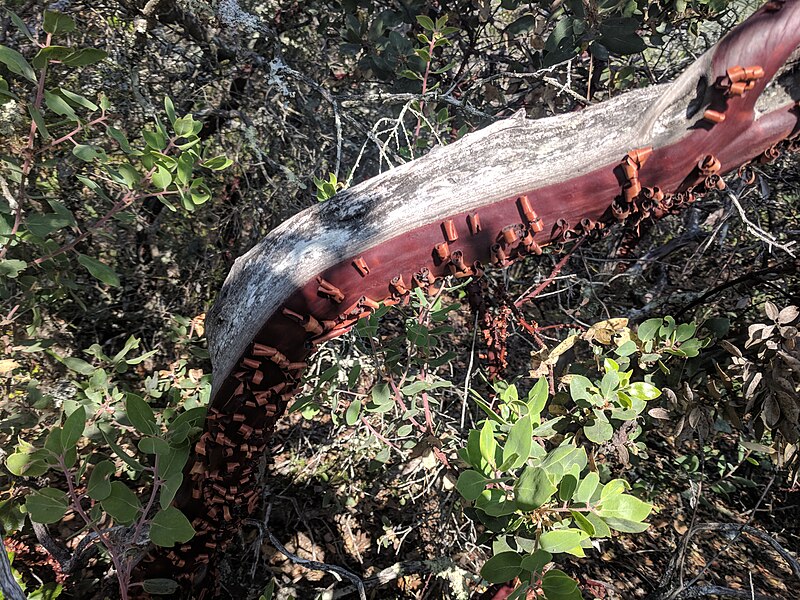 File:Manzanita Peeling Bark.jpg