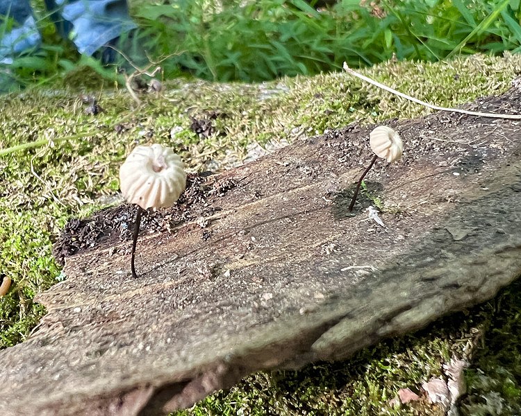 File:Marasmius rotula 232950269.jpg