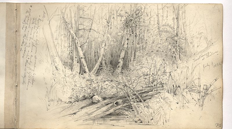 File:Martens, Forest scene at Chiloé (image 43, page 29r).jpg