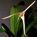 Masdevallia pescadoensis flower