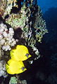 Masked butterflyfish and reef scene at Marsa Shouna, Red Sea, Egypt -SCUBA - take 2, closer (6264501144).jpg