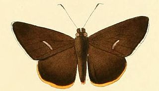 <i>Matapa druna</i> Species of butterfly