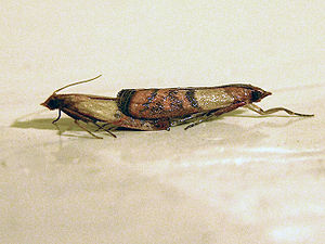 Dried fruit moth (Plodia interpunctella)