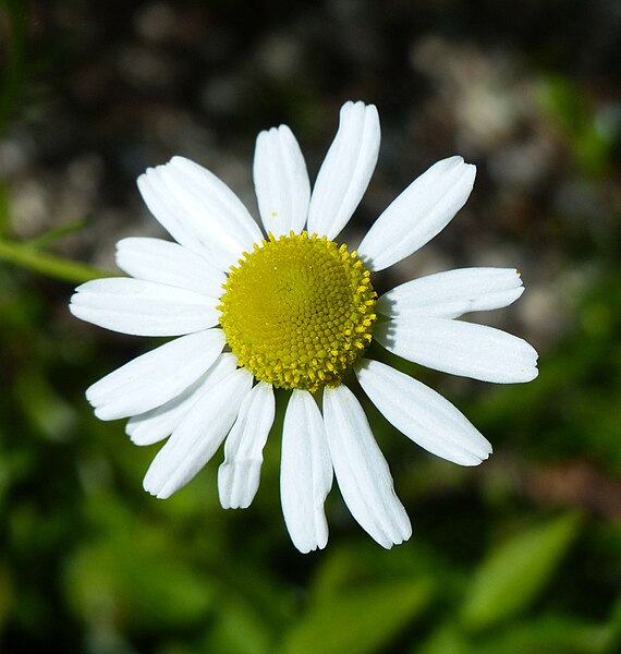 File:Matricaria chamomilla flower (21).jpg