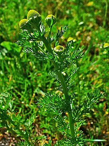 Matricaria discoidea Habitus