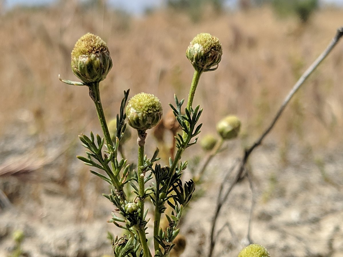 Matricaria chamomilla - Wikipedia