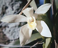 Maxillaria lutescens Camaridium ochroleucum