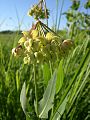 Mead's Milkweed (Asclepias meadii) - Flickr - Jay Sturner (2).jpg