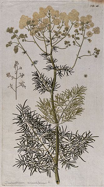 File:Meadow rue (Thalictrum angustifolium L.); flowering stem wit Wellcome V0042946.jpg