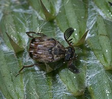 Megacerus cubulus P1260839a.jpg