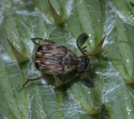 Megacerus cubiculus