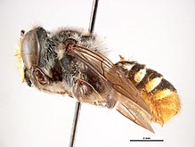 Megachile rhodogastra.jpg