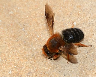 <i>Megachile sicula</i> Species of leafcutter bee (Megachile)