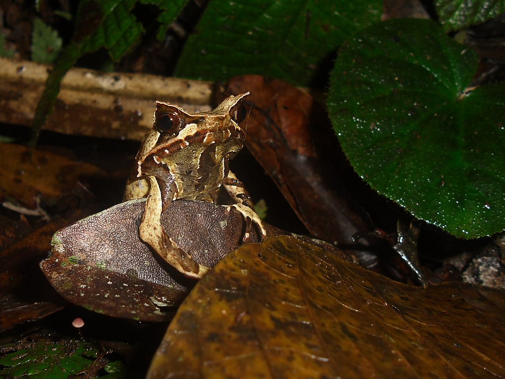 File Megophrys Montana Taman Nasional Gunung Halimun Salak 19012016 Jpg Wikipedia