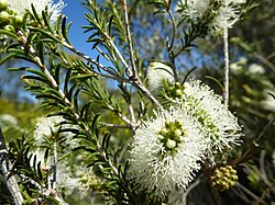 Melaleuca rhaphiophylla (leaves, flowers).JPG