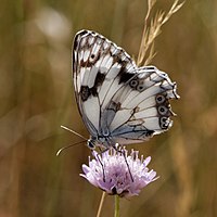 Marbled White