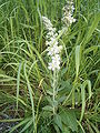 Šakotoji tūbė (Verbascum lychnitis)