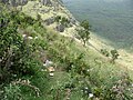 Vignette pour Forêt de Menengai