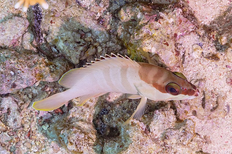 File:Mero de punta negra (Epinephelus fasciatus), parque nacional Ras Muhammad, Egipto, 2022-03-29, DD 54.jpg