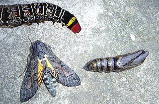 <i>Isognathus caricae</i> Species of moth