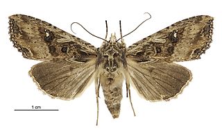 <i>Meterana stipata</i> Species of moth