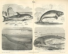 An illustration of "Whales" from the German encyclopedia Meyers Konversations-Lexikon. The fin whale and the dolphin are depicted as beached. Meyers b16 s0354a.jpg