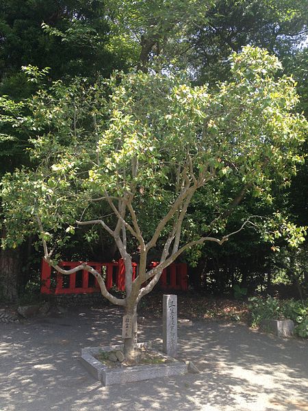 File:Michelia compressa planted by Prince Mikasa in Munakata Grand Shrine (Nakatsu Shrine).jpg