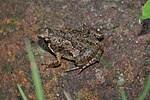Thumbnail for Painted chorus frog