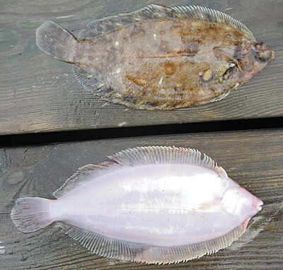 Морской язык слова. Lemon sole перевод. Microstomus. Sole Fish. Lemon sole рыба перевод.