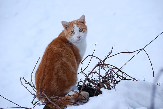 Snowcat