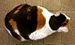 Calico cats - red, black and white tricolors