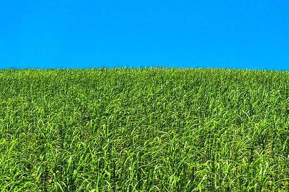 Millet cultivation