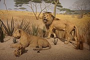 Savanna Bush, lions with cubs