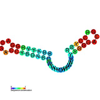 mini-ykkC RNA motif