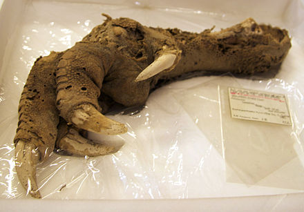 A preserved Megalapteryx foot, Natural History Museum