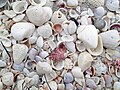 Mollusc shells on marine beach (Sanibel Inn Beach, Sanibel Island, Florida, USA) 5.jpg