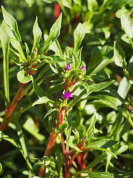 Montiopsis umbellata