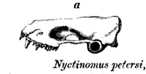 Mormopterus petersi.jpg