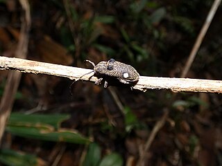 <i>Moron distigma</i> Species of beetle