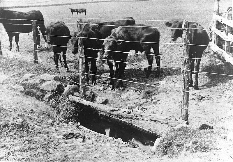 File:Mortsafe used as a cattle trough, Aberdeenshire. Wellcome L0012140EB.jpg