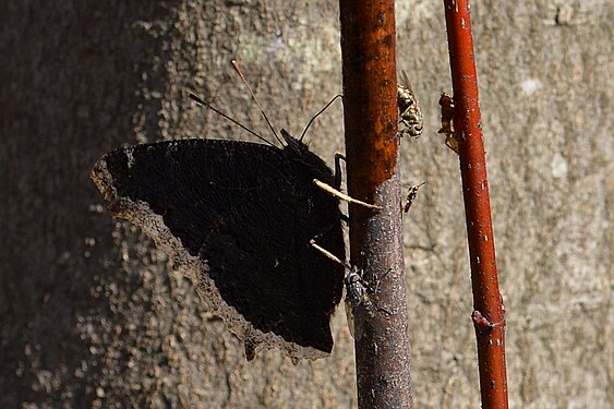 Mourning Cloak (Nymphalis antiopa)