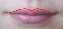 Cupid's bow feature of a human lip MouthCupidBow.jpg