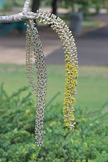 <i>Polyscias racemosa</i> species of plant