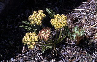 <i>Musineon</i> Genus of flowering plants