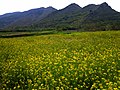 Hořčičné květiny na konci dubna - panoramio.jpg