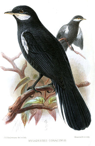 <i>Entomodestes</i> Genus of birds