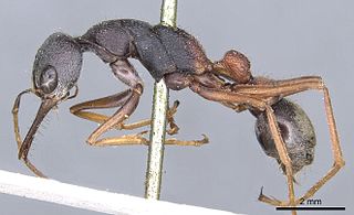 <i>Myrmecia varians</i> Species of ant endemic to Australia