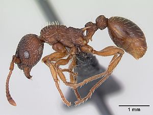 Präparierte Myrmica lonae -Arbeiterin