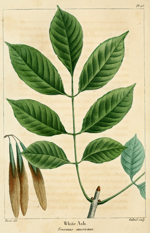 Ясень побег. Fraxinus pennsylvanica гербарий. Fraxinus Excelsior лист. Fraxinus листья. Ясень обыкновенный прилистники \.